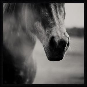 image:imageKate and Laurel Framed Wall Art Print Horse Like Velvet by Laura Evans 25 x 25 Svelte Noir Black Frame Modern Contemporary Animal Art for Wall Decor25L x 25W
