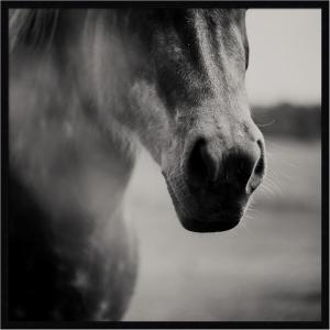 image:imageKate and Laurel Framed Wall Art Print Horse Like Velvet by Laura Evans 25 x 25 Svelte Noir Black Frame Modern Contemporary Animal Art for Wall Decor33L x 33W