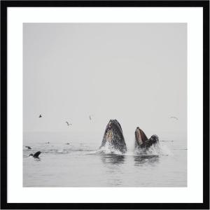 image:imageKate and Laurel Framed Wall Art Print Humpback Whales No 2 by Laura Evans 25 x 25 Svelte Noir Black Frame Coastal Animal Art for Wall DecorSvelte Noir Black