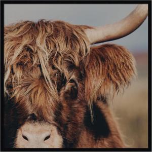 image:imageKate and Laurel Framed Wall Art Print Nosy Highland by Laura Evans 33 x 33 Svelte Noir Black Frame Rustic Farmhouse Animal Art for Wall DecorSvelte Noir Black