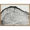 image:imageKate and Laurel Sylvie Tree Rings BW Framed Canvas Wall Art by Emiko and Mark Franzen of F2Images 315x415 Natural Oversized Organic Tree Wall Art