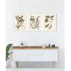 image:imageKate and Laurel 1754 Mark Catesby Botanicals and Avian Studies 3 Piece Framed Canvas Wall Art Set by Nostalgia Prints Sylvie Beaded White Vintage Flower Art for Wall Decor