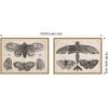 image:imageKate and Laurel A Moth Three Butterflies Wenceslaus Hollar 2 Piece Framed Canvas Wall Art Set by Nostalgia Prints Sylvie Natural Vintage Animal Art for Wall Decor
