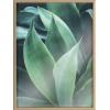 image:imageKate and Laurel Blake Agave II Framed Printed Acrylic Wall Art by Emiko and Mark Franzen of F2Images 24x32 Natural Moody Modern Botanical Wall Dcor