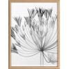 image:imageKate and Laurel Blake Bell Agapanthus X Ray Floral BW Framed Printed Glass Wall Art by The Creative Bunch Studio 18x24 Natural Decorative Modern Flower Art Print for Wall