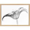 image:imageKate and Laurel Blake Lily X Ray Floral BW Framed Printed Glass Wall Art by The Creative Bunch Studio 18x24 Natural Decorative Modern Flower Art Print for Wall