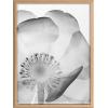 image:imageKate and Laurel Blake Poppy X Ray Floral 2 BW Framed Printed Glass Wall Art by The Creative Bunch Studio 18x24 Natural Decorative Modern Flower Art Print for Wall
