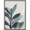 image:imageKate and Laurel Blake Senecio 1 Framed Printed Glass Wall Art by Emiko and Mark Franzen of F2Images 18x24 Gray Decorative Botanical Art for Wall