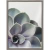 image:imageKate and Laurel Blake Succulent 5 Framed Printed Glass Wall Art by Emiko and Mark Franzen of F2Images 18x24 Gray Decorative Plant Art for Wall