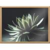 image:imageKate and Laurel Blake Warrior Succulent Framed Printed Glass Natural Plant Wall Art by Emiko and Mark Franzen of F2Images 18x24 Natural Moody Botanical Glass Art