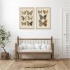 image:imageKate and Laurel Exotische schmetterlinge Otto Staudinger 2 Piece Framed Canvas Wall Art Set by Nostalgia Prints Sylvie Walnut Vintage Animal Art for Wall Decor