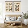 image:imageKate and Laurel Exotische schmetterlinge Otto Staudinger 2 Piece Framed Canvas Wall Art Set by Nostalgia Prints Sylvie Walnut Vintage Animal Art for Wall Decor