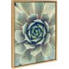 image:imageKate and Laurel Sylvie Succulent 1 Color Photograph Framed Canvas Wall Art by F2 Images 18x24 Gold