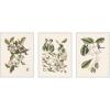 image:imageKate and Laurel 1754 Mark Catesby Botanicals and Avian Studies 3 Piece Framed Canvas Wall Art Set by Nostalgia Prints Sylvie Beaded White Vintage Flower Art for Wall Decor