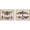 image:imageKate and Laurel A Moth Three Butterflies Wenceslaus Hollar 2 Piece Framed Canvas Wall Art Set by Nostalgia Prints Sylvie Natural Vintage Animal Art for Wall Decor