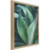 image:imageKate and Laurel Blake Agave II Framed Printed Acrylic Wall Art by Emiko and Mark Franzen of F2Images 24x32 Natural Moody Modern Botanical Wall Dcor