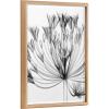 image:imageKate and Laurel Blake Bell Agapanthus X Ray Floral BW Framed Printed Glass Wall Art by The Creative Bunch Studio 18x24 Natural Decorative Modern Flower Art Print for Wall