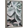 image:imageKate and Laurel Blake Botanical Succulent Plants 2 Framed Printed Glass Wall Art by The Creative Bunch Studio 18x24 Gray Succulent Art for Wall