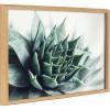 image:imageKate and Laurel Blake Radical Succulent Framed Printed Glass Wall Art by Emiko and Mark Franzen of F2Images 18x24 Natural Modern Botanical Succulent Wall Dcor
