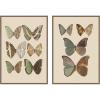 image:imageKate and Laurel Exotische schmetterlinge Otto Staudinger 2 Piece Framed Canvas Wall Art Set by Nostalgia Prints Sylvie Walnut Vintage Animal Art for Wall Decor