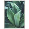 image:imageKate and Laurel Sylvie Agave II Framed Canvas Wall Art by F2Images 23x33 White Modern Succulent Wall Decor
