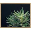 image:imageKate and Laurel Sylvie Botanical Succulent 13 Color Photograph Framed Canvas Wall Art by F2 Images 24x18 Natural