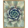 image:imageKate and Laurel Sylvie Succulent 1 Color Photograph Framed Canvas Wall Art by F2 Images 18x24 Gold