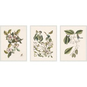 image:imageKate and Laurel 1754 Mark Catesby Botanicals and Avian Studies 3 Piece Framed Canvas Wall Art Set by Nostalgia Prints Sylvie Beaded White Vintage Flower Art for Wall Decor