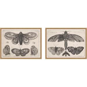 image:imageKate and Laurel A Moth Three Butterflies Wenceslaus Hollar 2 Piece Framed Canvas Wall Art Set by Nostalgia Prints Sylvie Natural Vintage Animal Art for Wall Decor