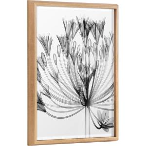 image:imageKate and Laurel Blake Bell Agapanthus X Ray Floral BW Framed Printed Glass Wall Art by The Creative Bunch Studio 18x24 Natural Decorative Modern Flower Art Print for Wall