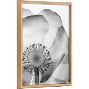 image:imageKate and Laurel Blake Poppy X Ray Floral 2 BW Framed Printed Glass Wall Art by The Creative Bunch Studio 18x24 Natural Decorative Modern Flower Art Print for Wall