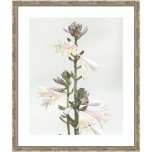 image:imageKate and Laurel Framed Wall Art Print Hosta by Alicia Abla 22 x 26 Mila Dark Silver Frame Modern Contemporary Flower Art for Wall Decor26L x 22W
