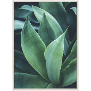 image:imageKate and Laurel Sylvie Agave II Framed Canvas Wall Art by F2Images 23x33 White Modern Succulent Wall Decor