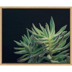 image:imageKate and Laurel Sylvie Botanical Succulent 13 Color Photograph Framed Canvas Wall Art by F2 Images 24x18 Natural