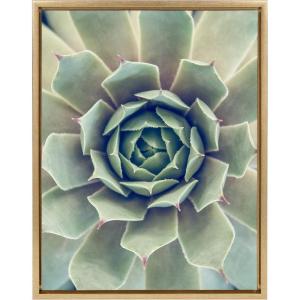 image:imageKate and Laurel Sylvie Succulent 1 Color Photograph Framed Canvas Wall Art by F2 Images 18x24 Gold