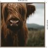 image:imageKate and Laurel Framed Canvas Wall Art Print Close Up of Scottish Highland Cattle Baby SQ by Michael Schauer 30 x 30 Sylvie Walnut Frame Rustic Farmhouse Animal Art for Wall Decor