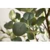 image:imageKate and Laurel Eudora Faux Eucalyptus Tree with Gavri Metal Planter Pot 65 FT White and Rustic Brown Potted Artificial Tree Indoor with Realistic Foliage and Moss Fake Plant for Living RoomBlackRustic Brown