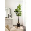 image:imageKate and Laurel Fidmont Faux Fiddle Fig Tree with Gavri Metal Planter Pot 65 FT White and Rustic Brown Potted Artificial Tree Indoor with Realistic Foliage and Added Moss Living Room Fake PlantBlackRustic Brown