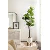 image:imageKate and Laurel Fidmont Faux Fiddle Fig Tree with Gavri Metal Planter Pot 65 FT White and Rustic Brown Potted Artificial Tree Indoor with Realistic Foliage and Added Moss Living Room Fake PlantWhiteRustic Brown