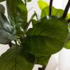 image:imageKate and Laurel Fidmont Faux Fiddle Fig Tree with Gavri Metal Planter Pot 65 FT White and Rustic Brown Potted Artificial Tree Indoor with Realistic Foliage and Added Moss Living Room Fake PlantWhiteRustic Brown