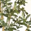 image:imageLYERSE Olive Trees Artificial Indoor  Faux Olive Tree 7ft with Olive Branches and Lifelike Fruits  Fake Olive Tree 7 Feet for Modern Home Office House Living Room Decor Indoor7ft