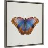 image:imageKate and Laurel Sylvie Coppertop Butterfly Framed Linen Textured Canvas Wall Art by Robert Cadloff of Bomobob 22x22 Gray Decorative Nature Themed Art for Wall