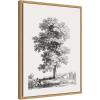 image:imageKate and Laurel Jean Victor Bertin Study of a Tree 1816 Framed Canvas Wall Art by The Art Institute of Chicago 18 x 24 Sylvie Natural Traditional Landscapes Nature Art for Wall Decor Living Room