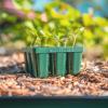 imageVego garden Jumbo Seedling Trays 8 Pack Seed Trays Reusable Propagator Tray Growing Starter Tray for Larger Plants like Tomatoes Eggplants HeavyDuty Plastic Germination Trays 4Cell per TrayStandard 32 Pack