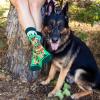 imageFunny Dog Breed Socks Dog Lover Gift For Men ampamp Women Dog Moms Dog Dads Siberian Husky Golden Retriever German ShepherdProudly Owned By a Gsd