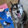 imageFunny Dog Breed Socks Dog Lover Gift For Men ampamp Women Dog Moms Dog Dads Siberian Husky Golden Retriever German ShepherdWith My Dog Blue