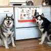 imageFunny Kitchen Towels with Sayings  Colorful Kitchen Decor Novelty Gift Dog LoveDog Love