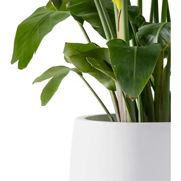 imageKante 196quot157quot118quot Dia Round Concrete Planters Set of 3 Outdoor Indoor Garden Plant Pots with Drainage Hole and Rubber Plug Modern Curvaceous Design Pure WhitePure White