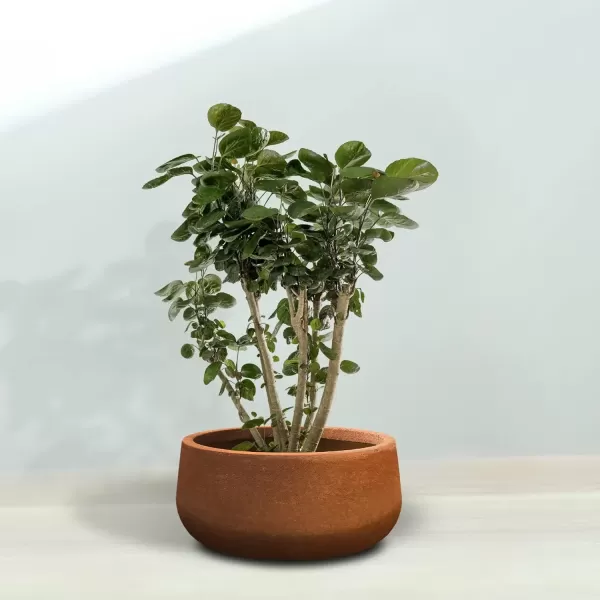 imageKante 196quot157quot118quot Dia Round Concrete Planters Set of 3 Outdoor Indoor Garden Plant Pots with Drainage Hole and Rubber Plug Modern Curvaceous Design Pure WhiteIron Oxide