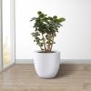 imageKante 18quot14quot10quot Dia Concrete Round Planters Set of 3 Outdoor Indoor Large Planter Pots with Drainage Hole and Rubber Plug for Home Patio Garden Pure WhitePure White